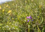 genus Oxytropis