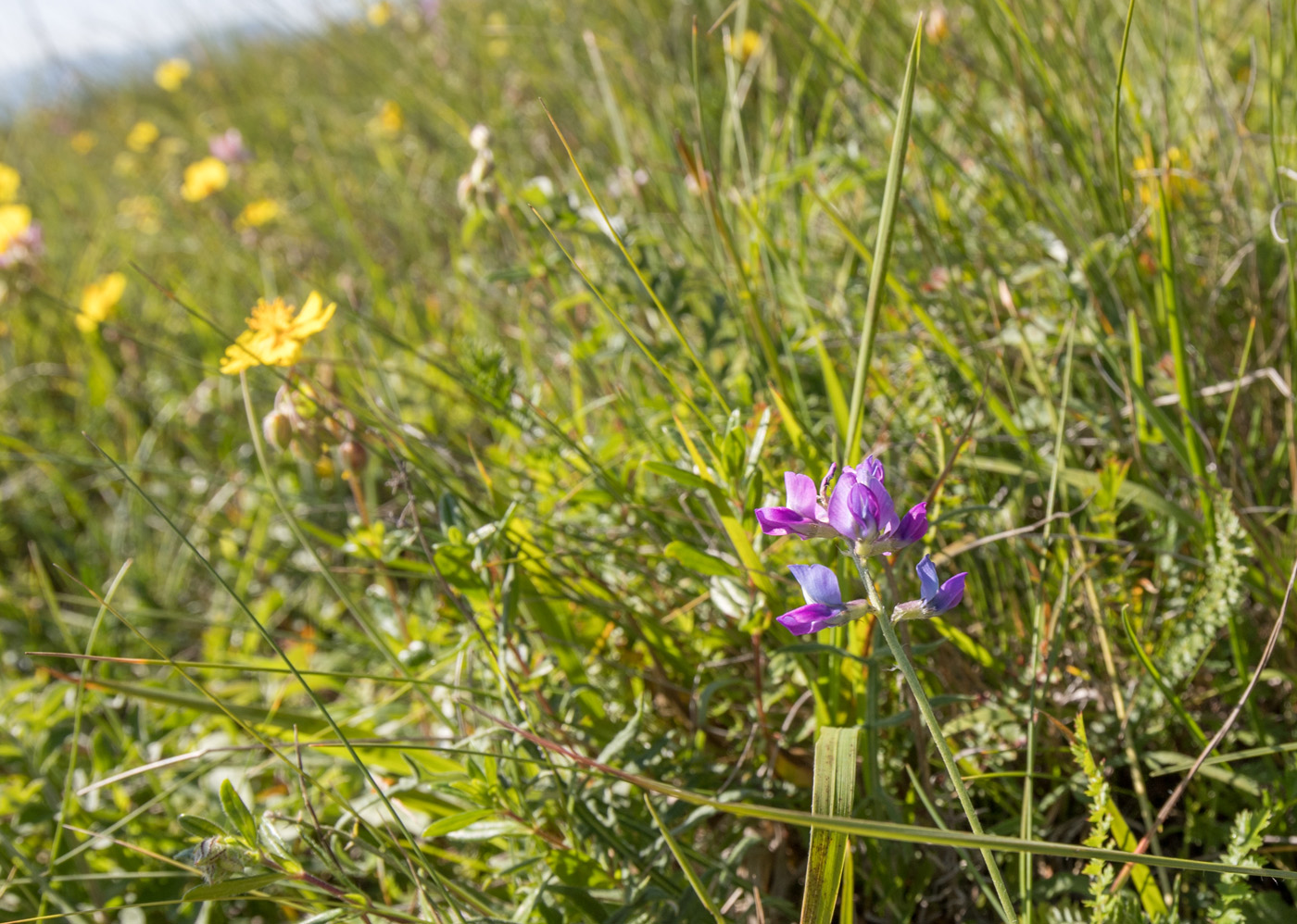 Image of genus Oxytropis specimen.