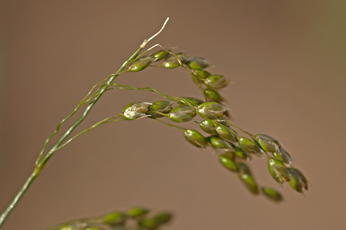 Image of Hierochloe repens specimen.