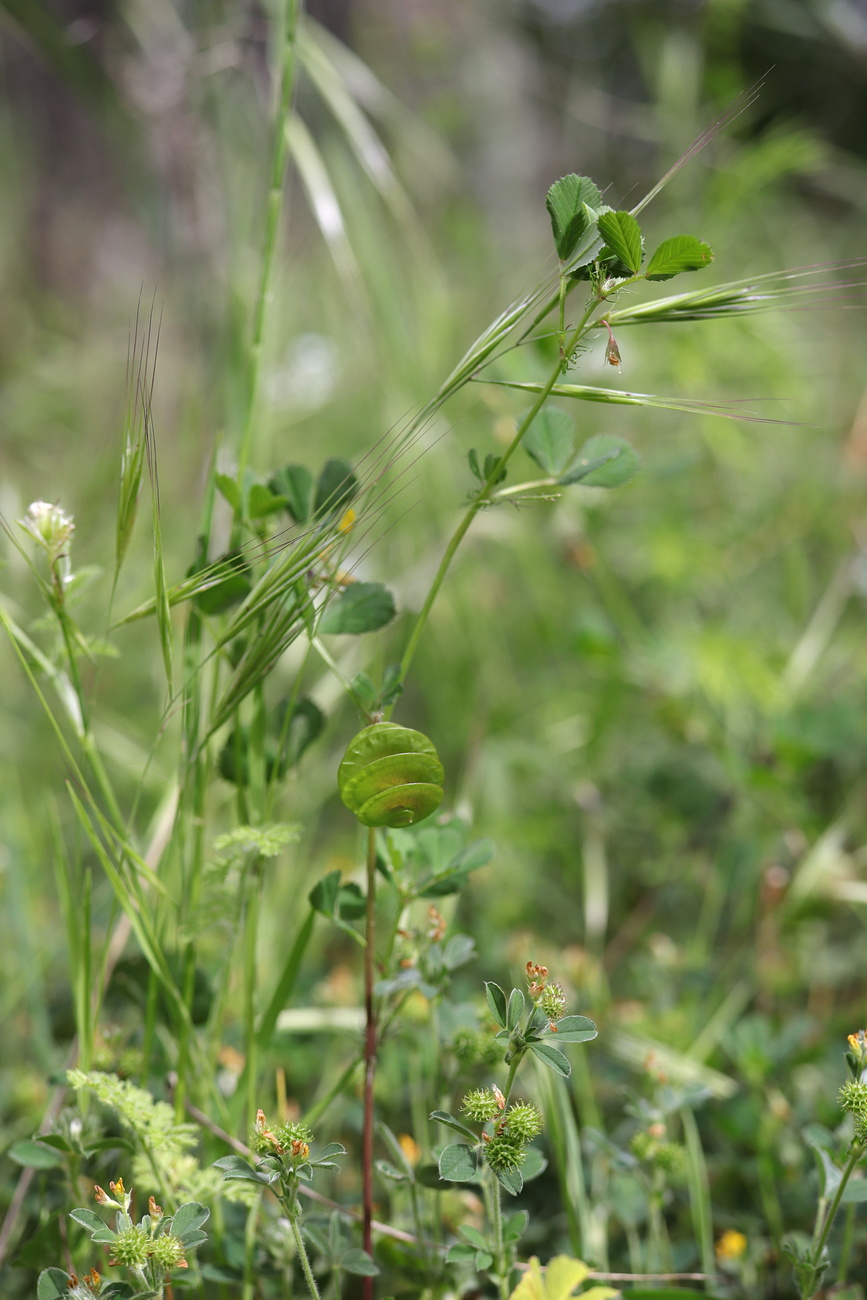 Image of Medicago orbicularis specimen.