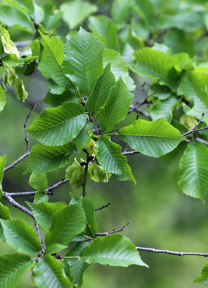 Изображение особи Ulmus macrocarpa.