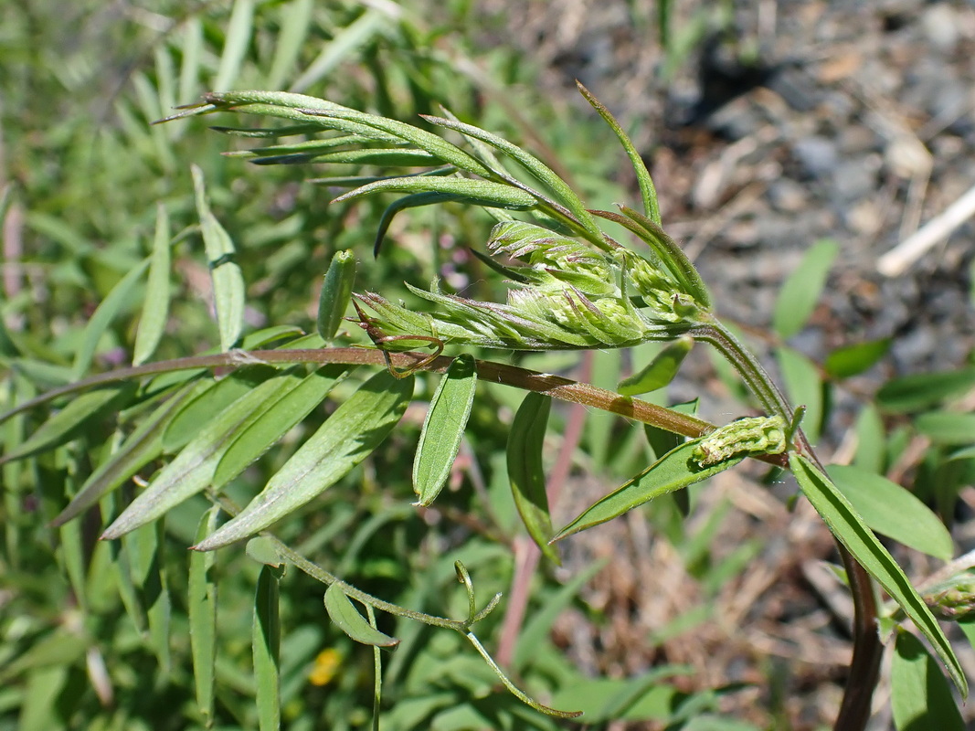 Image of Vicia cracca specimen.