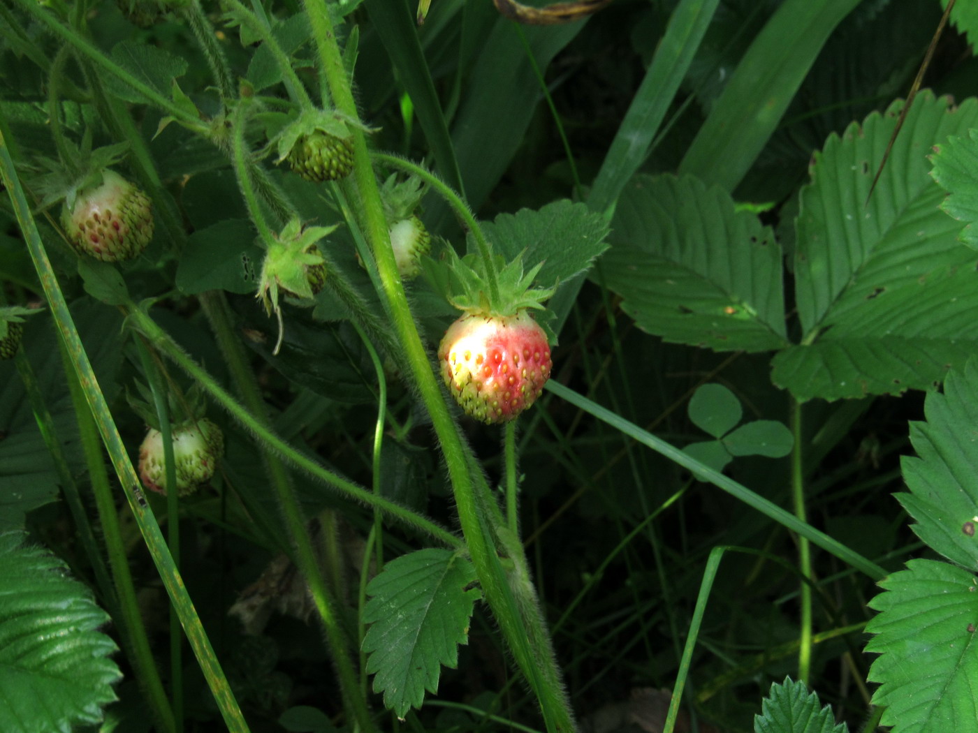 Image of Fragaria moschata ssp. jenisseensis specimen.