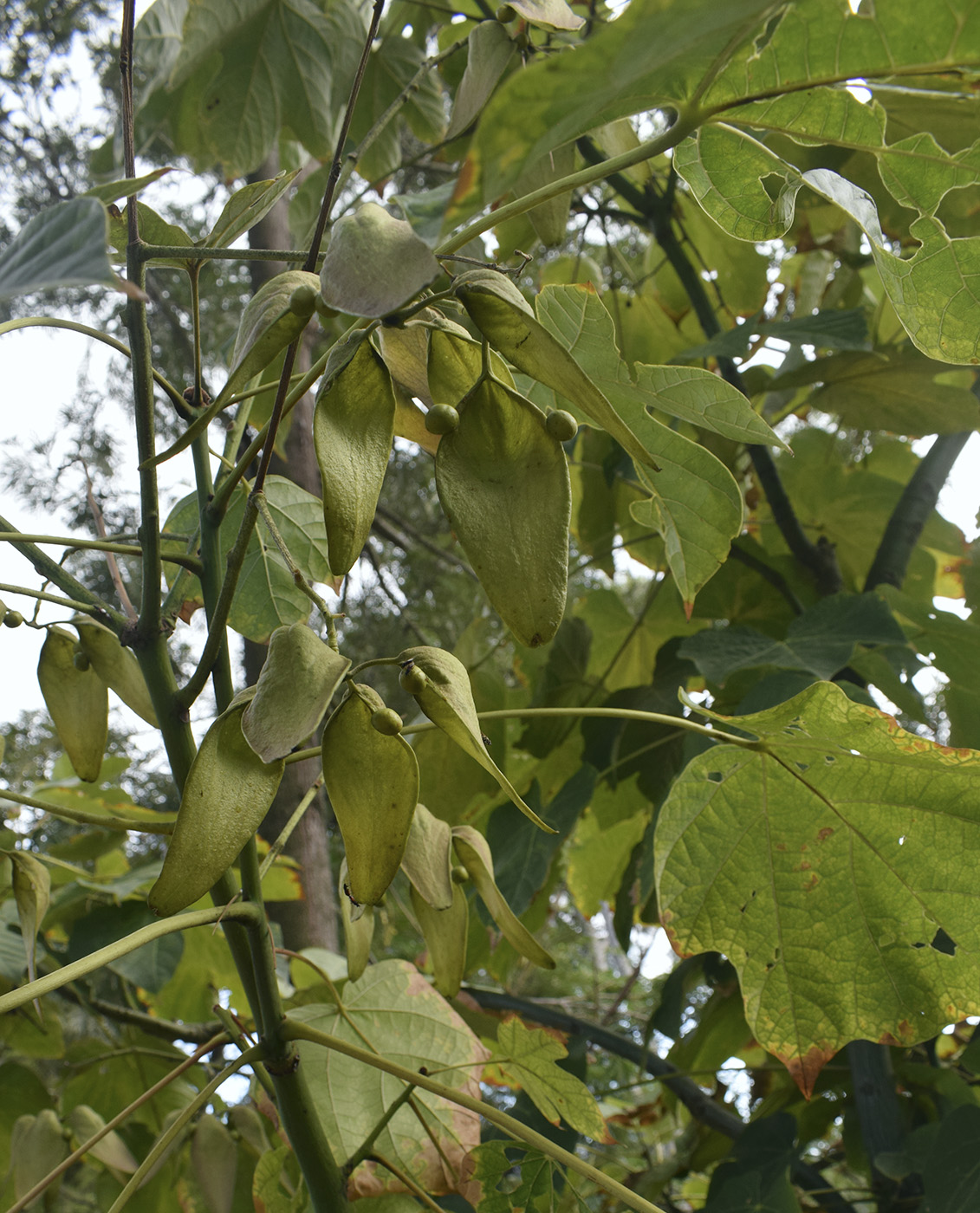 Image of Firmiana simplex specimen.