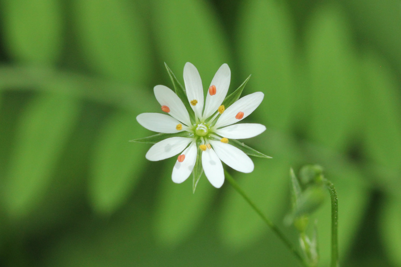 Изображение особи Stellaria graminea.