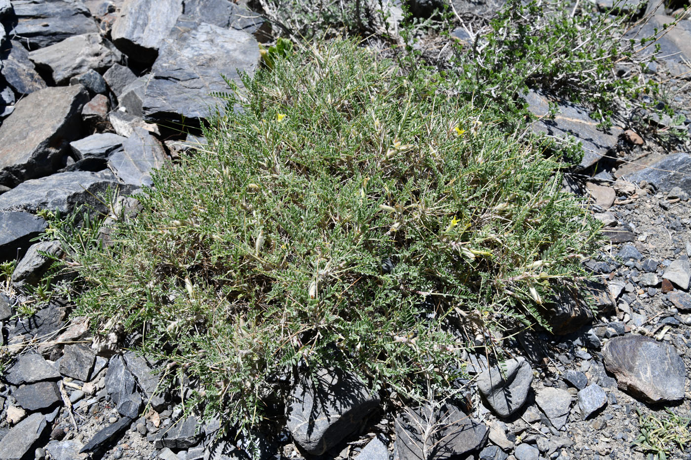 Image of Astragalus lasiosemius specimen.