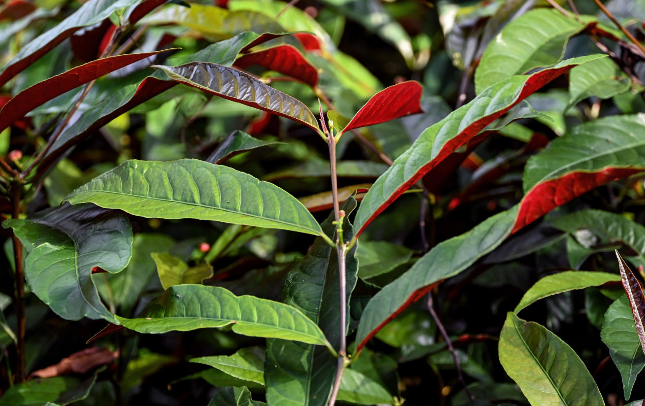 Изображение особи Excoecaria cochinchinensis.