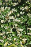 Trachelospermum jasminoides. Часть цветущего растения. Краснодарский край, Черноморское побережье Кавказа, г. Сочи, в культуре. 9 июня 2016 г.