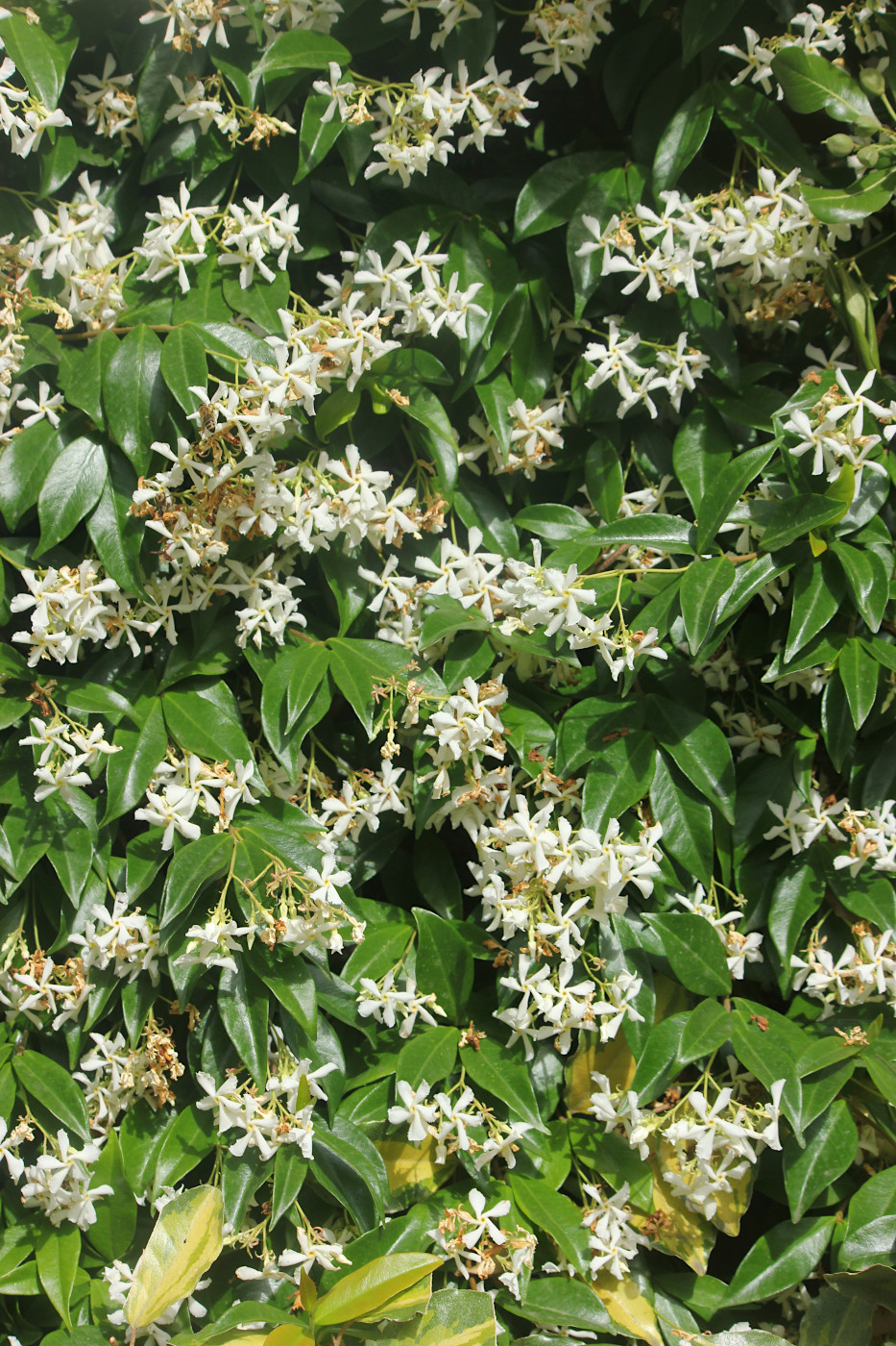 Image of Trachelospermum jasminoides specimen.