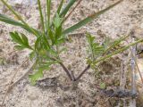 Scabiosa ochroleuca. Основание цветущего растения с листьями и развивающимся соцветием. Кабардино-Балкария, Черекский р-н, окр. с/п Верхняя Балкария, берег р. Псыгансу, ≈ 2100 м н.у.м., среди валунов. 31.07.2024.