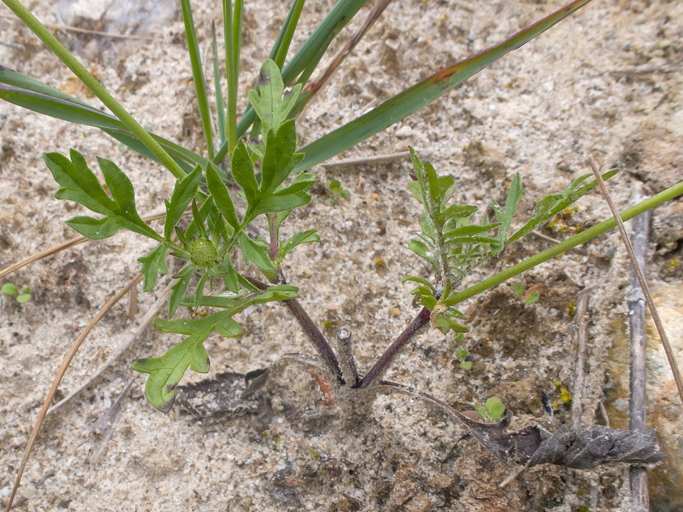 Image of Scabiosa ochroleuca specimen.