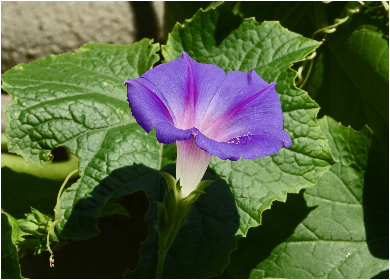 Image of Ipomoea purpurea specimen.