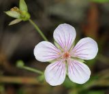 Geranium sieboldii