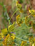 Bupleurum longifolium ssp. aureum