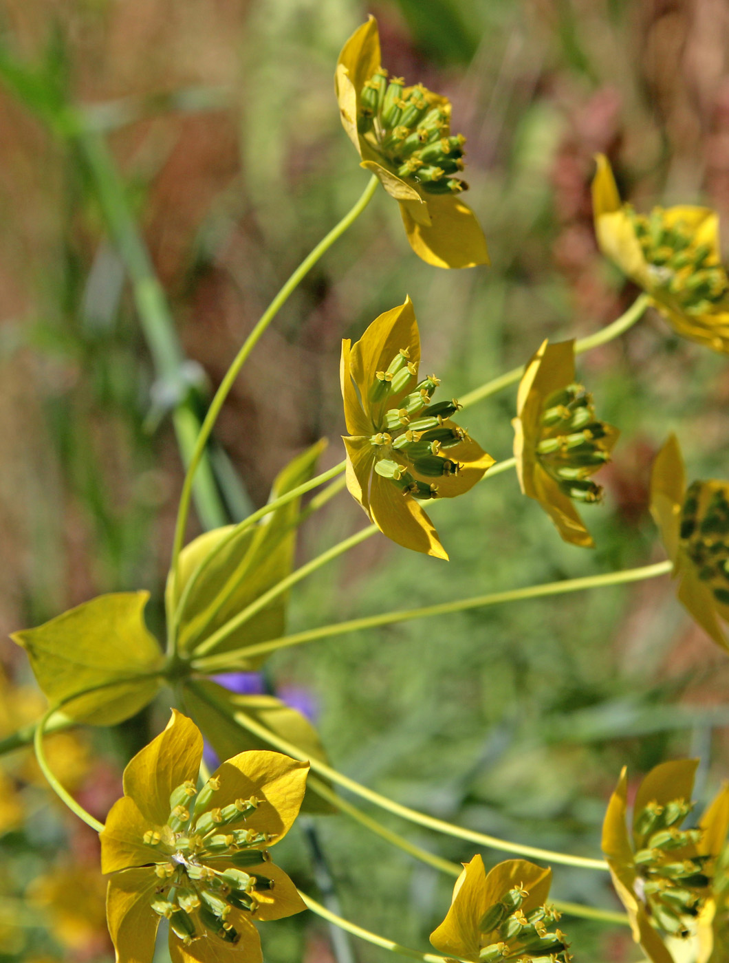 Изображение особи Bupleurum longifolium ssp. aureum.