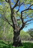 Quercus robur. Ствол и скелетные ветви взрослого дерева. Брянская обл., г. Брянск, долина р. Десна, опушка широколиственного леса. 02.05.2024.