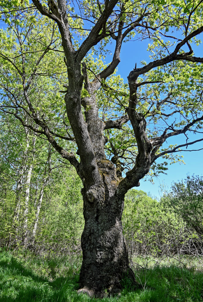 Изображение особи Quercus robur.