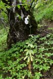 Ostrowskia magnifica. Цветущее растение в сообществе с цветущими и плодоносящими Impatiens parviflora. Таджикистан, Гиссарский хр., басс. р. Варзоб, ущ. р. Кондара, ≈ 1400 м н.у.м., сильно увлажнённые склоны травяного яруса старовозрастного орешника. 23 июня 2024 г.