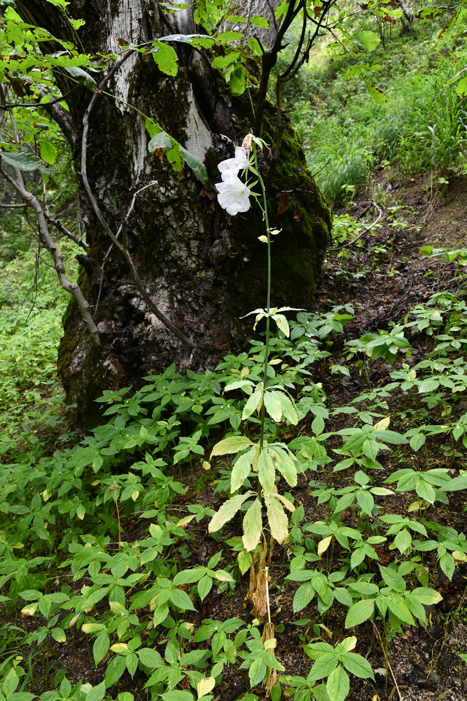 Image of Ostrowskia magnifica specimen.