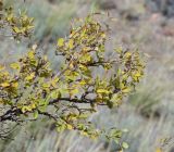 Lonicera microphylla