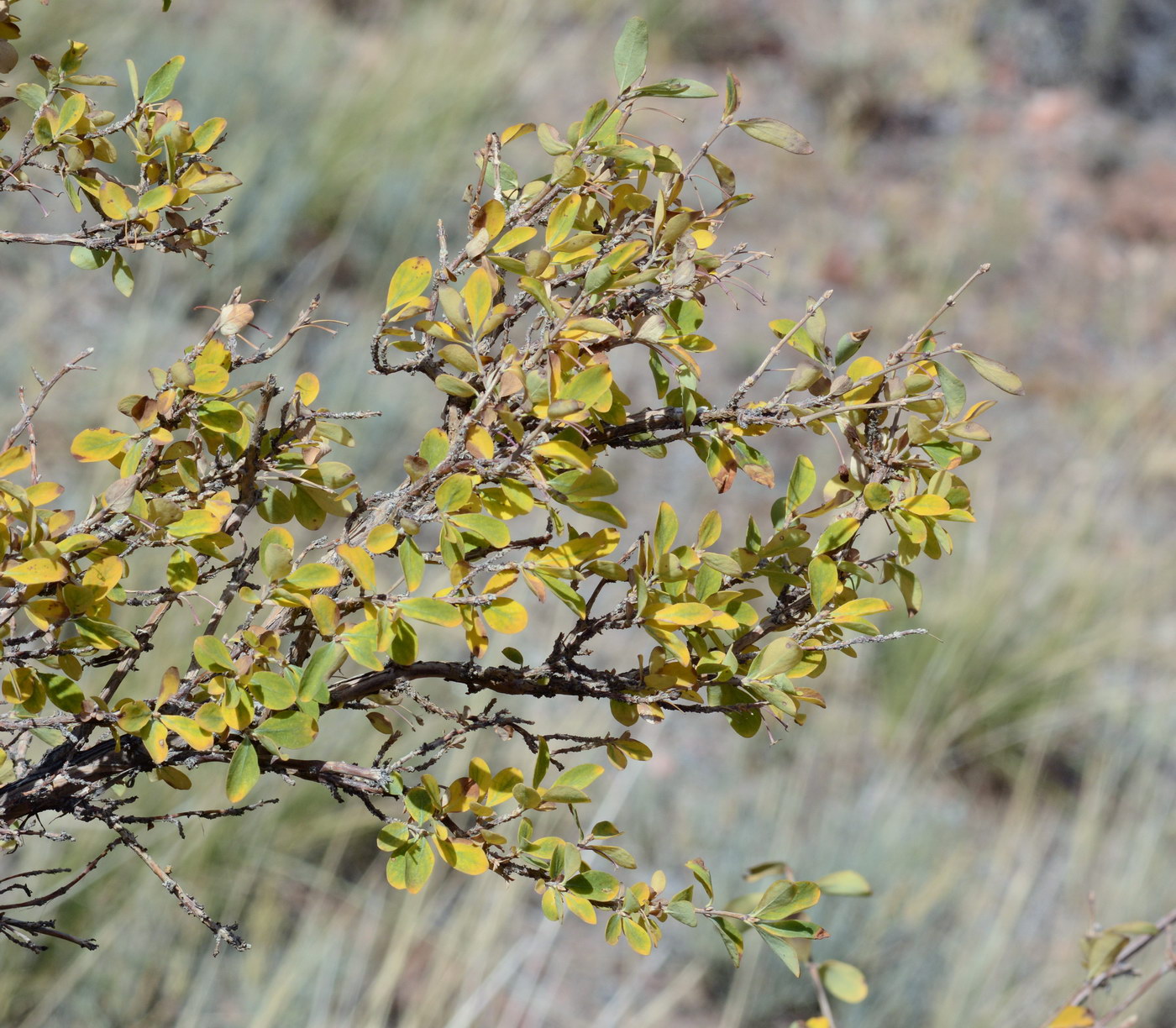 Изображение особи Lonicera microphylla.