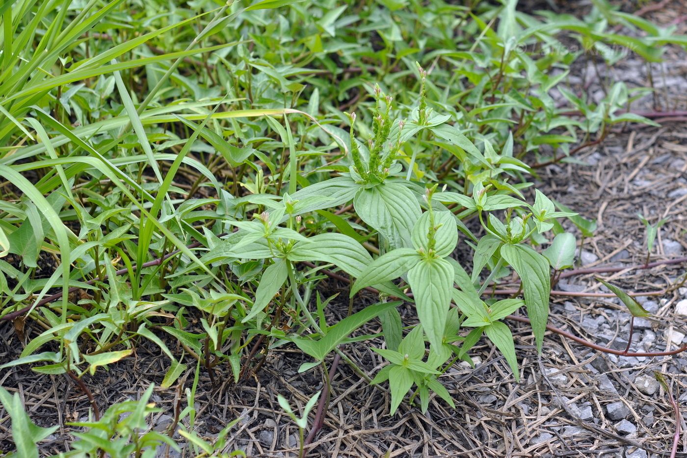 Image of genus Spigelia specimen.