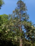 Calocedrus decurrens. Крона дерева. Крым, Южный Берег, городской округ Ялта, Массандровский парк. 29.05.2024.