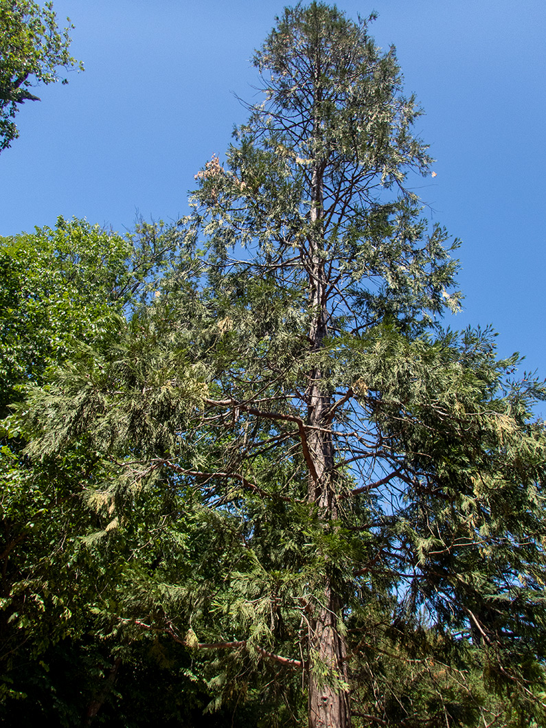 Изображение особи Sequoiadendron giganteum.