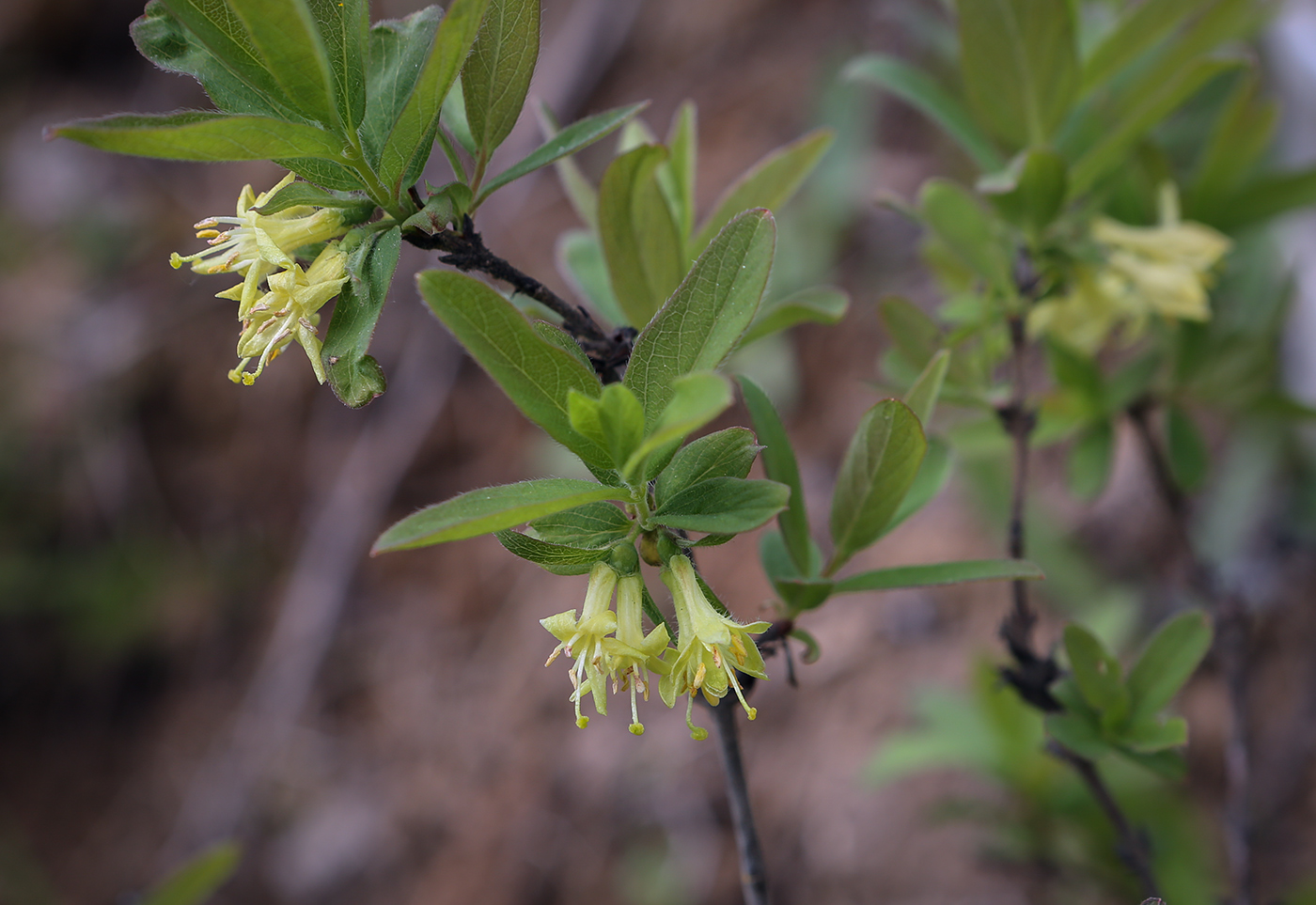 Image of Lonicera edulis specimen.