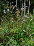 Succisa pratensis. Цветущие растения в сообществе с Geranium и Angelica. Московская обл., Волоколамский гор. округ, дол. р. Каменка, смешанный лес. 17.08.2024.