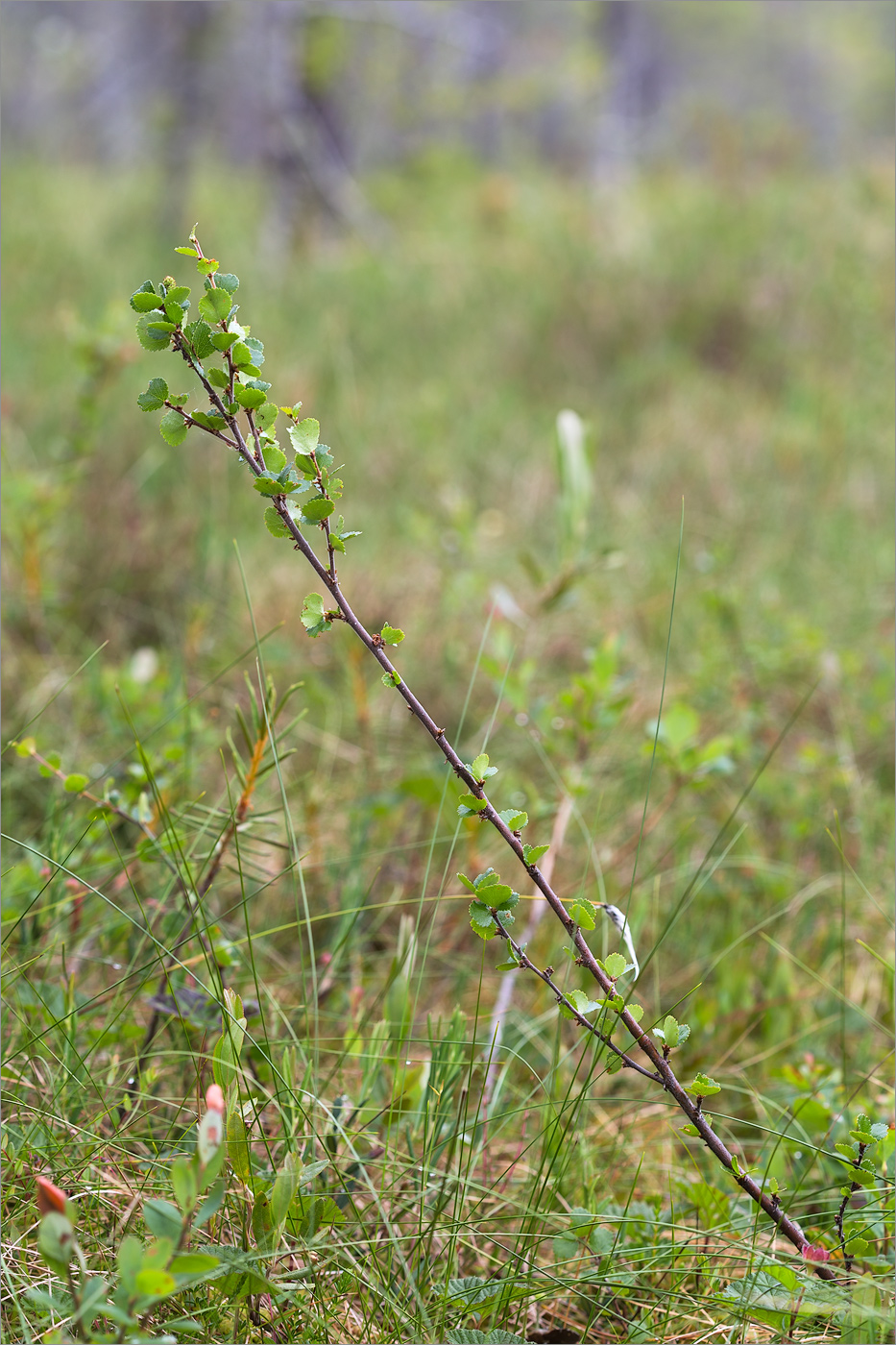 Image of Betula nana specimen.