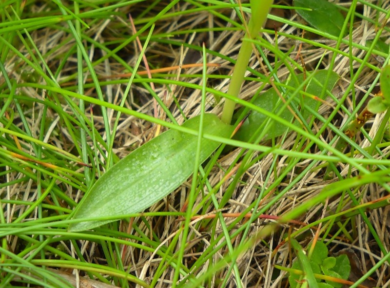 Image of Pseudorchis albida specimen.