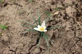 Crocus alatavicus