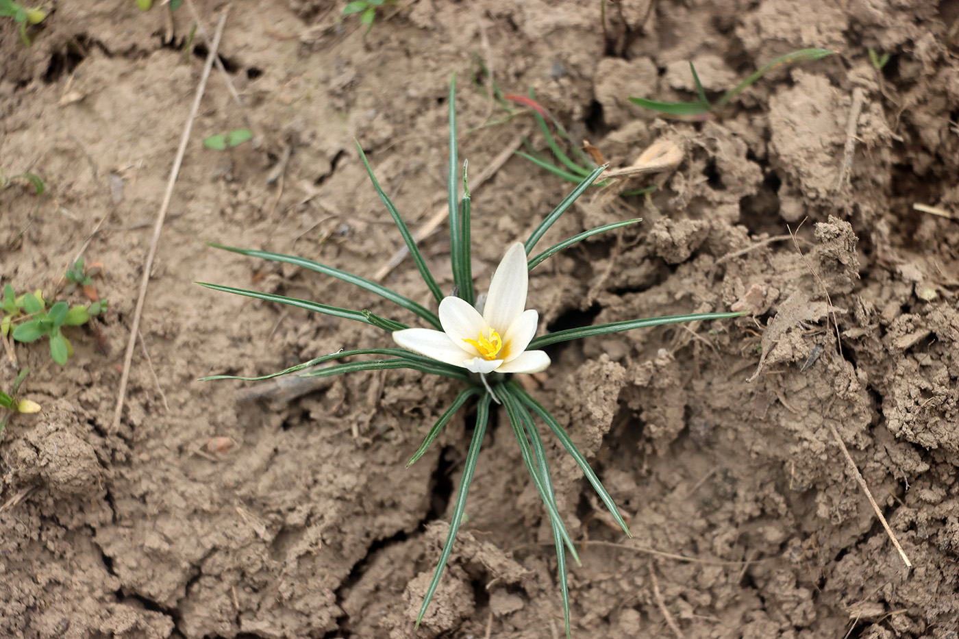 Image of Crocus alatavicus specimen.