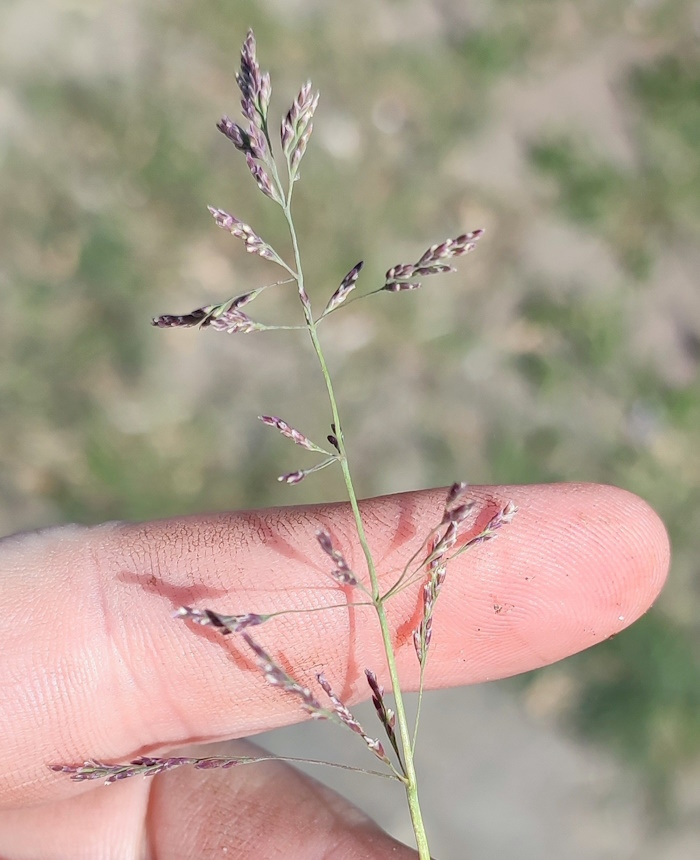 Image of Puccinellia distans specimen.