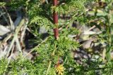 Artemisia annua