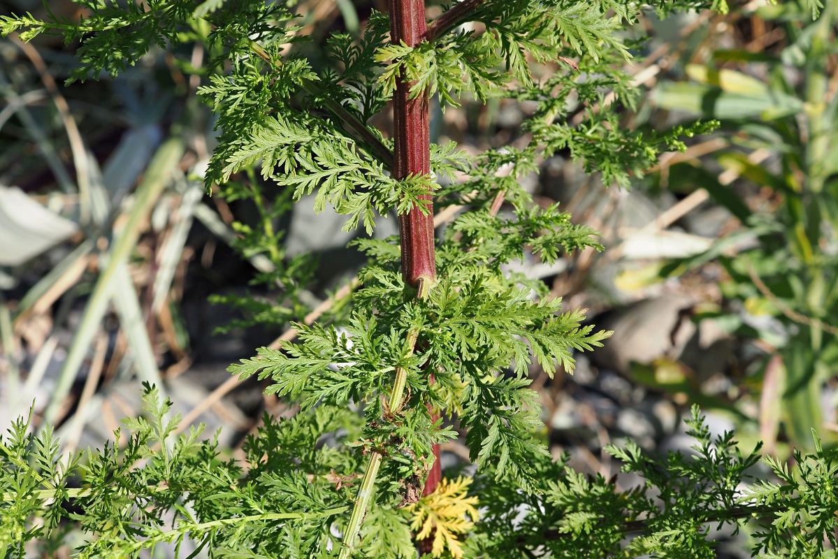 Image of Artemisia annua specimen.