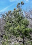 View full-size image Pinus pityusa