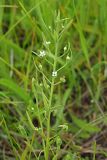 Смотреть изображение Thesium ramosum