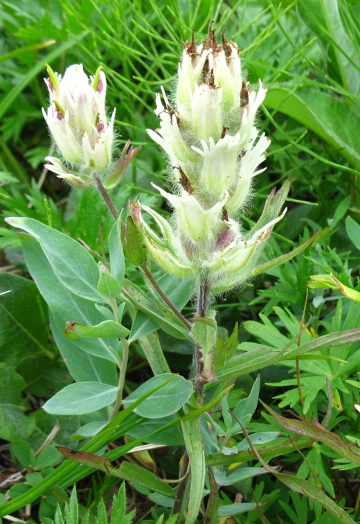 Image of Castilleja pavlovii specimen.