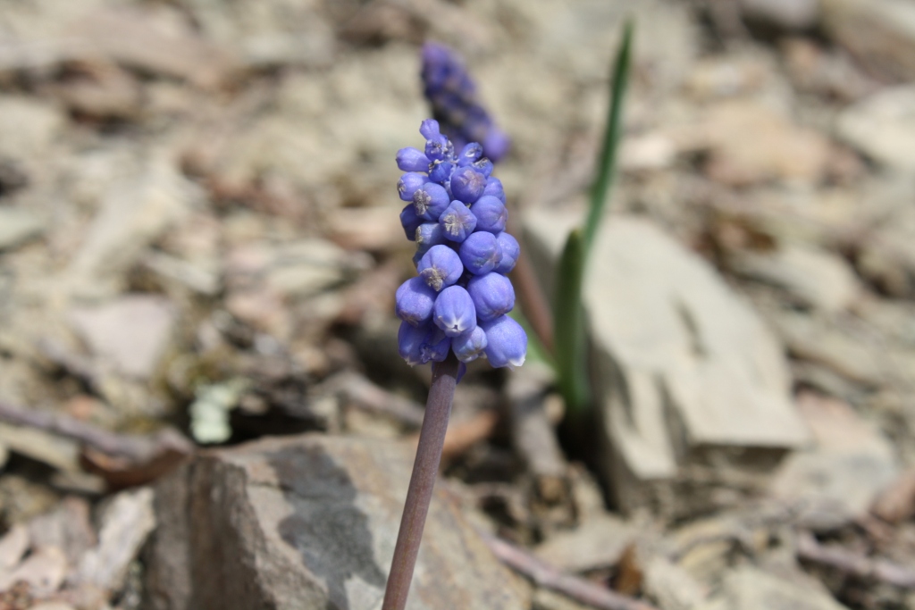 Image of Muscari armeniacum specimen.