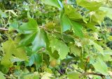 Смотреть изображение Platanus × acerifolia