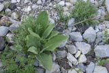 View full-size image genus Verbascum