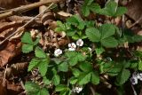 View full-size image Potentilla micrantha