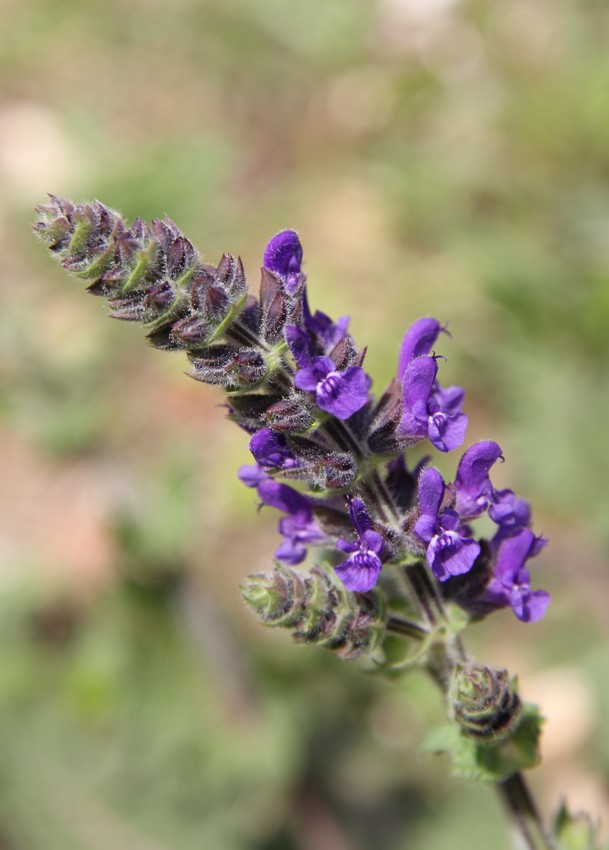 Image of Salvia verbenaca specimen.