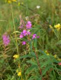 View full-size image Chamaenerion angustifolium