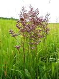 Limonium gmelinii