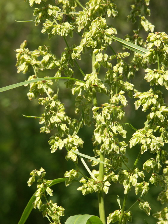 Image of Rumex hydrolapathum specimen.