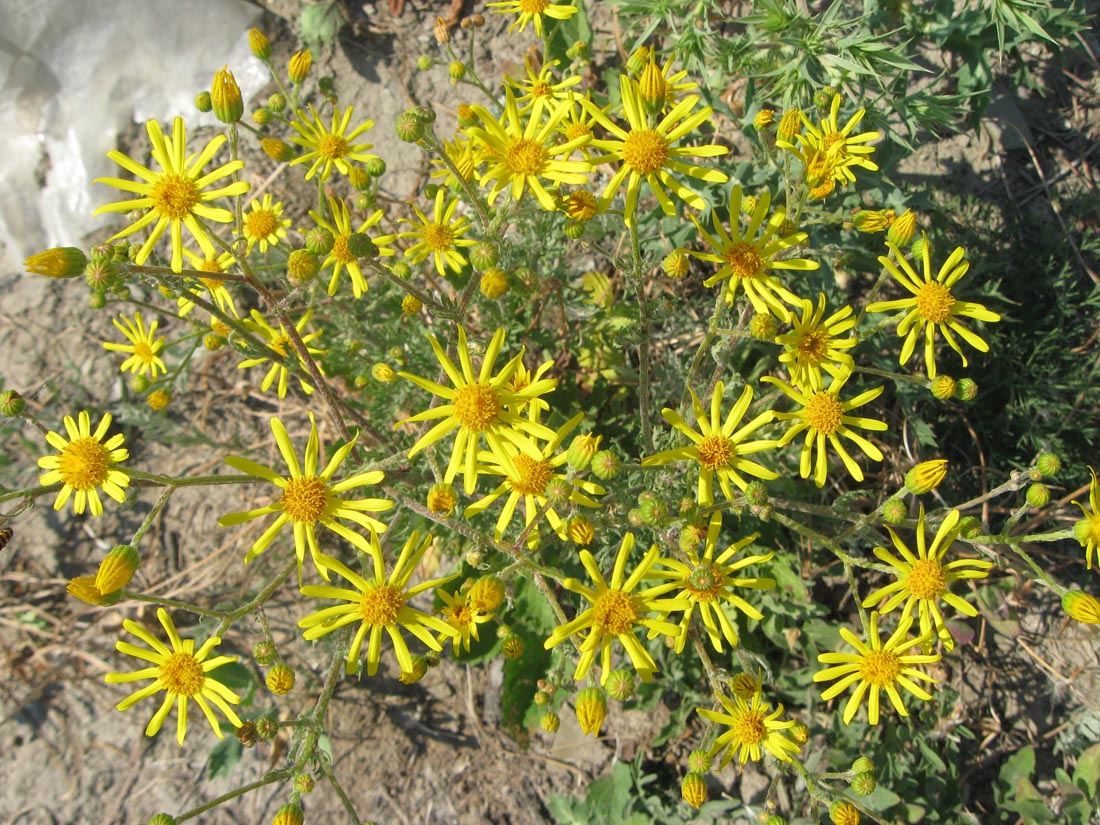 Image of Senecio jacobaea specimen.