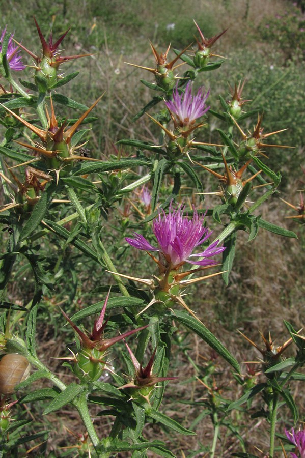 Image of Centaurea calcitrapa specimen.